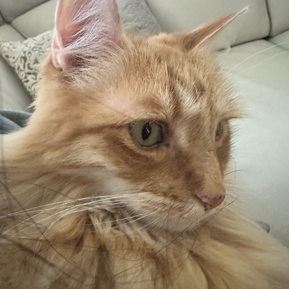 Meet your Posher, Aamna - Picture 1 of 1